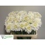 product/img.floraplaza.nl/LDAHWHIO6-LIVE_fotos-0x4A9F1BEFBC01CD28918AE8A065C619CE4C96605D.jpg