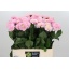 product/img.floraplaza.nl/LDAHWISO55-LIVE_fotos-0xAD397640C778EB20C04A6128BCF28A7A04D8B8B7.jpg