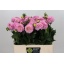 product/img.floraplaza.nl/LDAHWISO55-LIVE_fotos-0xFBEE8A7700759C8315B9D6A5C5BAB7DE86FB2A9E.jpg