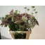 product/img.floraplaza.nl/LDAUCARD6-LIVE_fotos-0x1D743A9A664411A27DBFEA4FF901E0610928AE11.jpg