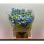 product/img.floraplaza.nl/LDELBAL6-LIVE_fotos-0x1BBBADB4D26B1D4801B0C4C5F02318057C623D36.jpg