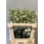 product/img.floraplaza.nl/LDELCEN80-LIVE_fotos-0x6BE0A9B7C7D0138AE4CA8250778E988F50CB51CF.jpg