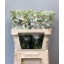 product/img.floraplaza.nl/LDELCEN80-LIVE_fotos-0xCE608D08E6FAB484773ECF329E4B211EFF438F72.jpg