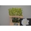 product/img.floraplaza.nl/LDELCEN80-LIVE_fotos-0xF01FC5EFBD7D388F6A9D4D91CEE0E7CFD960384B.jpg