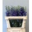product/img.floraplaza.nl/LDELDEWBLUS8-LIVE_fotos-0xFFCA3411FED9BAC3A6BC77A1CE389CB4C8C7F06B.jpg