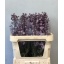 product/img.floraplaza.nl/LDELDEWFLA8-LIVE_fotos-0x6081A4571AA1C436FAAF0D236A0D6BF1BBB2C6FB.jpg