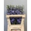 product/img.floraplaza.nl/LDELDEWIMP8-LIVE_fotos-0xD748642842693D74C7B8CA930ABBDC146AEF85C0.jpg