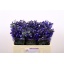 product/img.floraplaza.nl/LDELDON5-LIVE_fotos-0x4F4736D672426F2DCB4CBCDB08521DE2A9B995D8.jpg