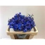 product/img.floraplaza.nl/LDELDON5-LIVE_fotos-0x653BFC8D144D93B0E7EBD7ABD75BE2087E5AB55B.jpg