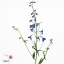 product/img.floraplaza.nl/LDELDON6-ART_Fotos-VBN-vbn106710.jpg