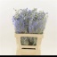product/img.floraplaza.nl/LDELDON6-LIVE_fotos-0x06815BAAF8AB8CCBEA9E2ADE0186837AADDDBEC6.jpg