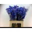 product/img.floraplaza.nl/LDELDON6-LIVE_fotos-0xC628C044DD25C7A50A8F0D7AD44AC2CC66A80413.jpg
