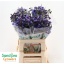 product/img.floraplaza.nl/LDELDON6-LIVE_fotos-0xCB3F887017D1364CD016F4F5B647C03C5D8F2C42.jpg