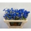 product/img.floraplaza.nl/LDELENEB5-LIVE_fotos-0x2DEDDB4D45743F26D28BDDBCB098335A65CC3F59.jpg