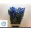 product/img.floraplaza.nl/LDELENEB7-LIVE_fotos-0x40AABED70AE18628F946830E37FCF1758C7A6A82.jpg