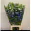 product/img.floraplaza.nl/LDELENEB8-LIVE_fotos-0x4B5BBA2BE881CD0B01A9FF792D81918B529C3828.jpg
