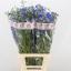 product/img.floraplaza.nl/LDELENEB8-LIVE_fotos-0xA7ABB0A300CDAD015AFB89A83FF20961B67FFC62.jpg