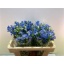 product/img.floraplaza.nl/LDELFASB5-LIVE_fotos-0x5A8BB3EBE53E2EF3A639E8A402BB5F4C31694BCF.jpg