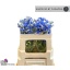product/img.floraplaza.nl/LDELFASB5-LIVE_fotos-0xDBF905255C5E6F91B210B7E9B61E09D09CEFC119.jpg