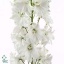 product/img.floraplaza.nl/LDELGUAW100-ART_fotos-VBN20000-vbn23503.jpg