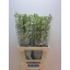 product/img.floraplaza.nl/LDELGUAW7-LIVE_fotos-0xB12D35E7E6A31D7EE43DC8F61DDE1BD227A3E1FC.jpg