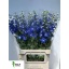product/img.floraplaza.nl/LDELMORL100-LIVE_fotos-0x1AB230B716485B9AA0A36027F566F327ADF2BFAD.jpg