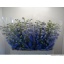product/img.floraplaza.nl/LDELMORL8-LIVE_fotos-0x09BD1EABF4D6F3B9A25C962E5B4549B260F9815B.jpg