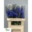 product/img.floraplaza.nl/LDELMORL8-LIVE_fotos-0xF637465F001D50452CFC48801F746AB53DC41062.jpg