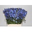 product/img.floraplaza.nl/LDELNEDD5-LIVE_fotos-0x8A19A2BDB8390D92FEE73543AE3CBE82EE7EA07D.jpg