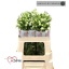 product/img.floraplaza.nl/LDELSILW5-LIVE_fotos-0x2B31ED4DF598A7ECAD962BDAB8AA1E866DC7E8A3.jpg
