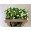 product/img.floraplaza.nl/LDELSILW5-LIVE_fotos-0x702BC866D098BD8DCCC575943D475ECF8B8DCBED.jpg