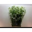 product/img.floraplaza.nl/LDELSILW8-LIVE_fotos-0x209B46FB04B6C4F9B01A74CEA0E8C9EA8700F875.jpg