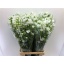 product/img.floraplaza.nl/LDELSILW8-LIVE_fotos-0x24ADBD60379D7860F8D1D756ACBE651C1314239F.jpg