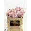 product/img.floraplaza.nl/LDELSUGP5-LIVE_fotos-0xE275A6494E0D104526602CDFC00D3EDA0499D79B.jpg