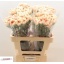product/img.floraplaza.nl/LDIAAPPT-LIVE_fotos-0x6A2AA81EA82FB4104F823AC3EF95639CA18C2B6B.jpg