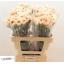 product/img.floraplaza.nl/LDIAAPPT-LIVE_fotos-0xF086109183D234306C9D68B6DBB46CF1AC58E47F.jpg