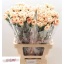 product/img.floraplaza.nl/LDIAAPPT-LIVE_fotos-0xF66B3AF0D0D0C1544A20C752172989A89D9F12E4.jpg