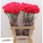 product/img.floraplaza.nl/LDIABIZ-LIVE_fotos-0xFCC05B31B58428C7F3875D9859EC666D93687853.jpg
