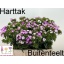 product/img.floraplaza.nl/LDIABRO-LIVE_fotos-0x9323295F155735E1C42C4A7C54C091FC4A22BFB8.jpg