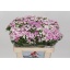 product/img.floraplaza.nl/LDIABRO-LIVE_fotos-0xEB53C5069C6866B1DFD1778487B28E5E61BB6B7B.jpg
