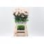 product/img.floraplaza.nl/LDIABRU-LIVE_fotos-0x713288220AD9C2FCE62464125259A6A1876FAE87.jpg