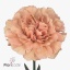 product/img.floraplaza.nl/LDIACAR-ART_fotos-VBN110000-vbn114466.jpg