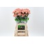 product/img.floraplaza.nl/LDIACAR-LIVE_fotos-0x06C5142B725B5EA27915AC2E598212A53DB79159.jpg