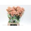 product/img.floraplaza.nl/LDIACAR-LIVE_fotos-0x5B0257022EF377C528A5F802001AF49B980ECC7F.jpg