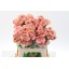 product/img.floraplaza.nl/LDIACAR-LIVE_fotos-0xCA9A4DC7986BF671D19E32A58351A99CA3C87A57.jpg