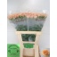 product/img.floraplaza.nl/LDIACARG-LIVE_fotos-0xEC98506513CFB929E97AD46297A2578F0CE16311.jpg