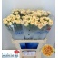 product/img.floraplaza.nl/LDIACRI-LIVE_fotos-0xF95482DEAC084B37DBFF5C290485556C35BDE612.jpg
