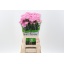 product/img.floraplaza.nl/LDIADEEPF-LIVE_fotos-0x6B30AF5EEF40C4CDD9E086AAE900E7293717F5EC.jpg