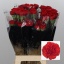 product/img.floraplaza.nl/LDIADONP-LIVE_fotos-0x4009CB1F26A4CDB05E4003580BE29D1509AD0FF5.jpg