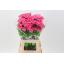product/img.floraplaza.nl/LDIAECTONG-LIVE_fotos-0xF09FA2A5B31F04BFA67427D5C1000231E3AA98A6.jpg